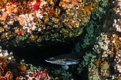 ~ Cross Roads ~
Spotted Gulley Shark at cave entrance. O... by Geo Cloete 